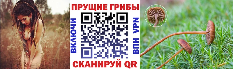 закладка Дербент Псилоцибиновые грибы мицелий
